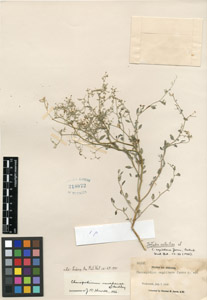 Herbarium Sheet of UCR 218072 